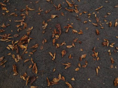 Siyah zemindeki sarı yaprakların dokusu. Siyah zemin dokusu. dökülen sonbahar yaprakları