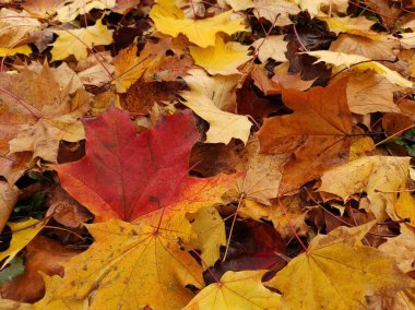 Sonbahar yapraklarının dokusu. Sarı ve kırmızı yaprak dokusu. Düşen yaprakların kahverengi dokusu. Sonbahar altını