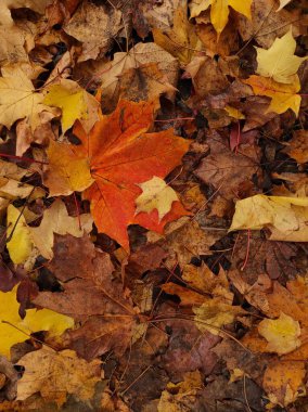 Sonbahar yapraklarının dokusu. Sarı ve kırmızı yaprak dokusu. Düşen yaprakların kahverengi dokusu. Sonbahar altını