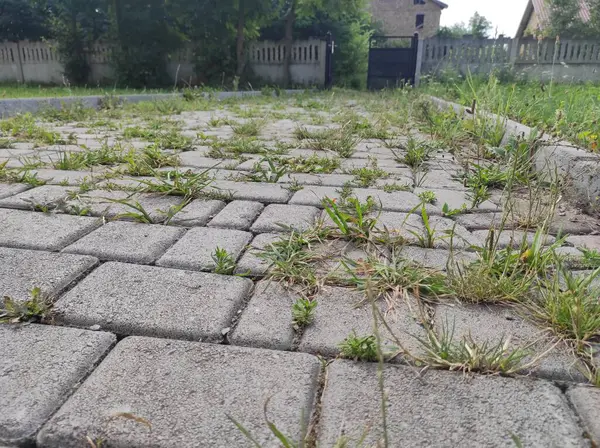 Çimenler kaldırım taşlarından filizlendi. Eski terk edilmiş kaldırım taşları. Hayalet Kasaba Sapığı