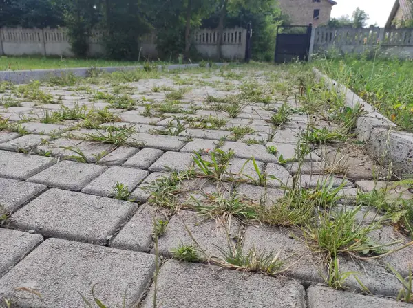 Çimenler kaldırım taşlarından filizlendi. Eski terk edilmiş kaldırım taşları. Hayalet Kasaba Sapığı