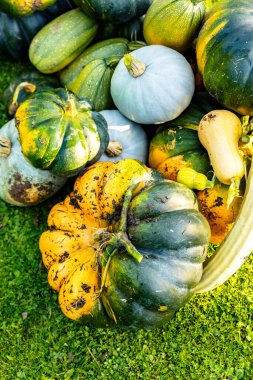 autumn harvest of various squash from the Cucurbitaceae family