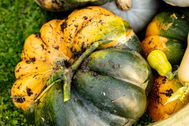 autumn harvest of various squash from the Cucurbitaceae family