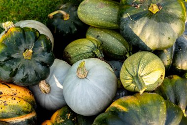 autumn harvest of various squash from the Cucurbitaceae family