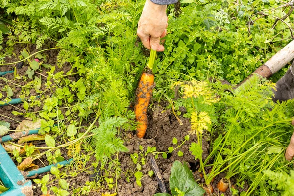 Jardineiro Mercado Colhe Cenouras Orgânicas Cores Diferentes Mão — Fotografia de Stock