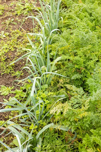 Огород Органически Выращенными Луком Порей Морковью — стоковое фото