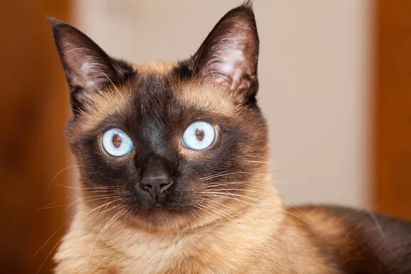 Retrato Gato Raça Siamês Bonito Com Belos Olhos Azuis — Fotografia de Stock