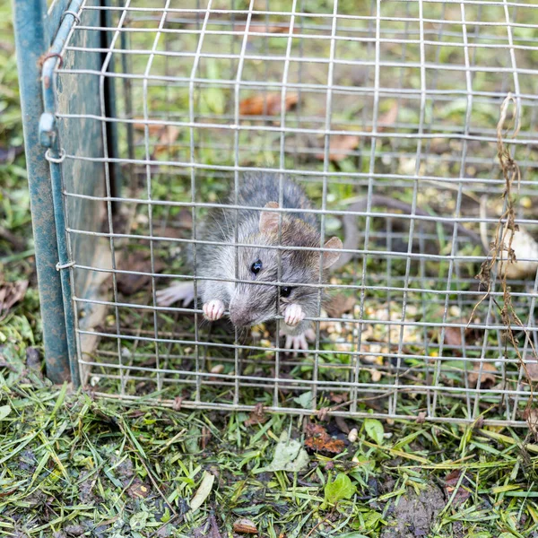 Żywy Szczur Uwięziony Żelaznej Klatce — Zdjęcie stockowe