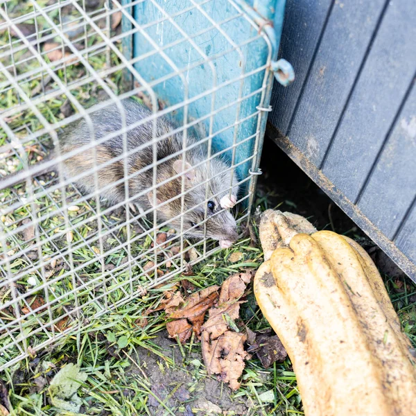 Levande Råtta Fångad Järnbur — Stockfoto