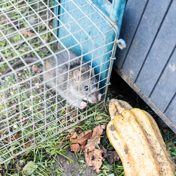 Žijící Krysa Uvězněná Železné Kleci — Stock fotografie