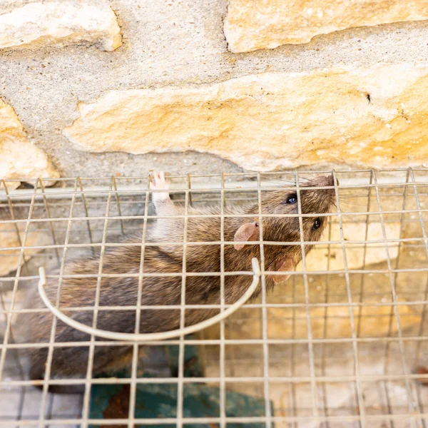Žijící Krysa Uvězněná Železné Kleci — Stock fotografie