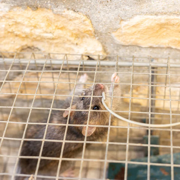 Lebende Ratte Einem Eisernen Käfig Gefangen — Stockfoto