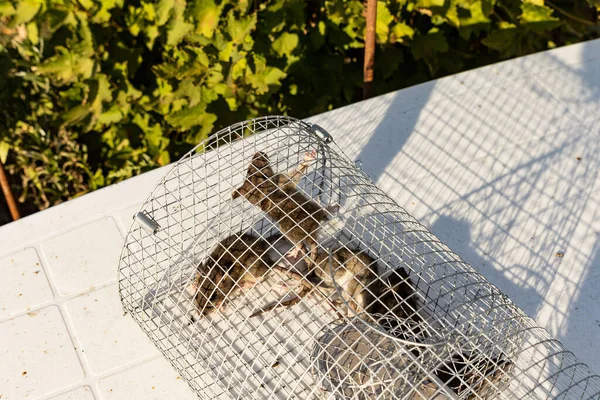 Junge Ratten Die Einem Eisernen Käfig Gefangen Sind — Stockfoto