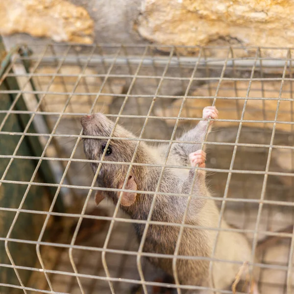 Lebende Ratte Einem Eisernen Käfig Gefangen — Stockfoto