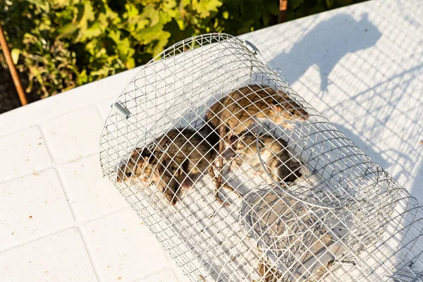 Jeunes Rats Vivant Piégés Dans Une Cage Fer — Photo
