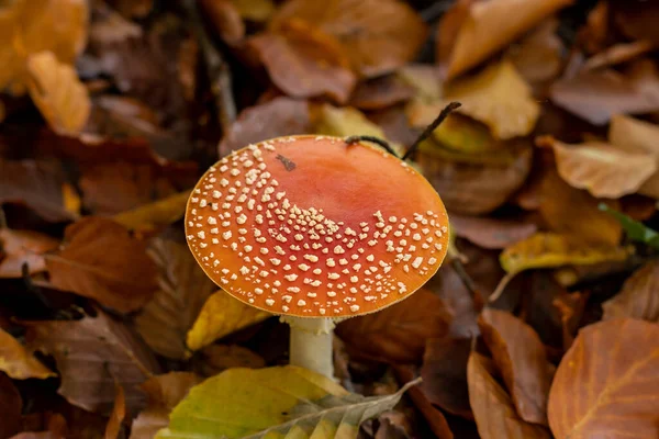 카리아 버섯은 가을철에는 있습니다 노란색 오렌지색 나뭇잎에 야성적 버섯을 스톡 사진