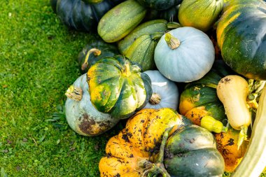 autumn harvest of various squash from the Cucurbitaceae family