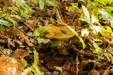 Sonbaharda ormanda yağmurdan sonra genç boletus