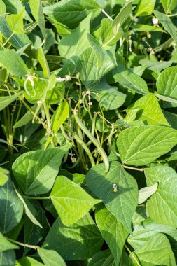Yazın bir permakültür bahçesinde yeşil fasulye yetiştiriyor.