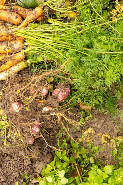 Куча Моркови Разных Цветов Собранной Саду Органических Овощей — стоковое фото