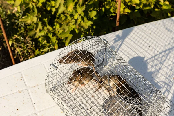 Junge Ratten Die Einem Eisernen Käfig Gefangen Sind — Stockfoto
