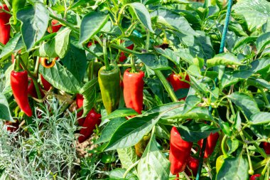 Yaz güneşinde bitkinin üzerinde taze biber.