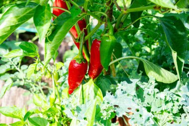 Fresh espelette pepper on the plant in the summer sun clipart