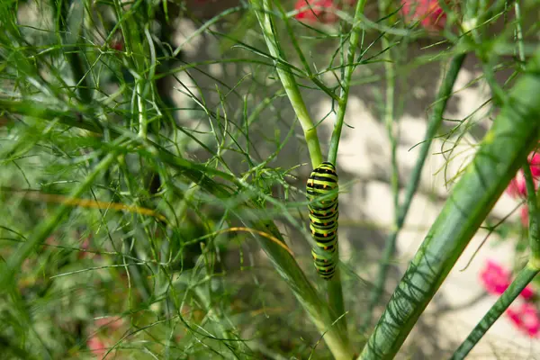 Beautiful Swallowtail Caterpillar Eating Fennel Leaf Stock Picture