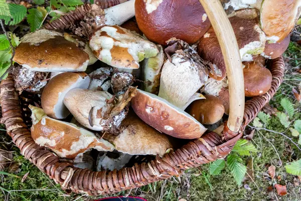 Wicker Basket Filled Porcini Mushrooms Picked Forest Autumn Royalty Free Stock Images
