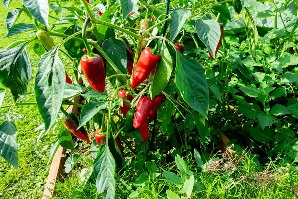 Fresh Espelette Pepper Plant Summer Sun Stock Image