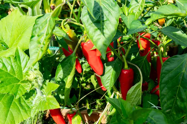 Fresh Espelette Pepper Plant Summer Sun Stock Picture