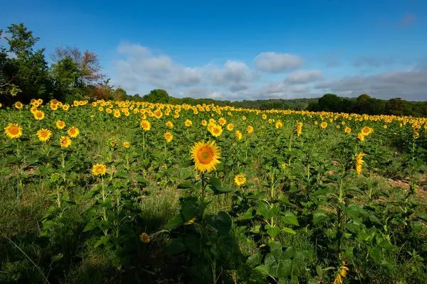 Sonnenblumenfelder Sommer Auf Dem Land Und Unter Einem Schönen Blauen lizenzfreie Stockfotos