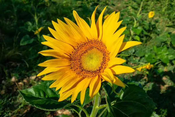 Detailní Záběr Krásné Slunečnice Létě Pod Sluncem — Stock fotografie