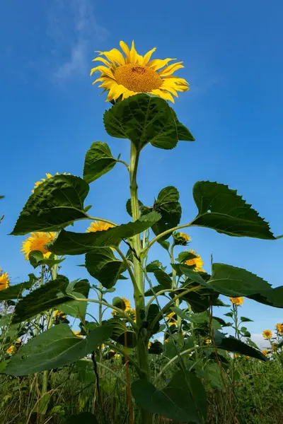 Detailní Záběr Krásné Slunečnice Létě Pod Sluncem — Stock fotografie