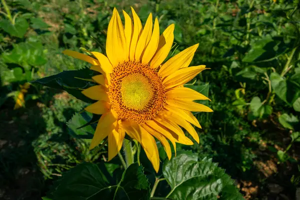 Крупним Планом Красива Квітка Соняшнику Влітку Під Сонцем Ліцензійні Стокові Зображення