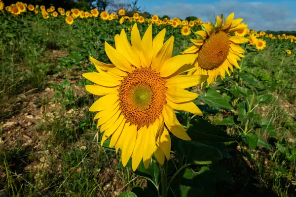 Крупним Планом Красива Квітка Соняшнику Влітку Під Сонцем Ліцензійні Стокові Зображення