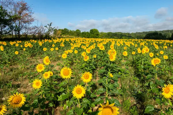 Sonnenblumenfelder Sommer Auf Dem Land Und Unter Einem Schönen Blauen Stockfoto