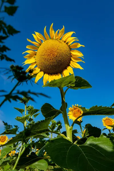 Крупним Планом Красива Квітка Соняшнику Влітку Під Сонцем Ліцензійні Стокові Фото