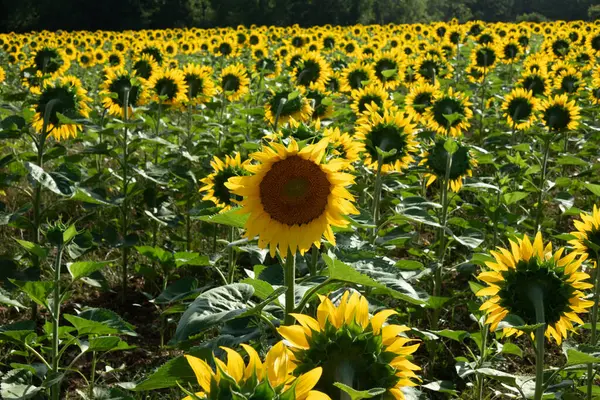 Квітка Соняшнику Влітку Яка Повертає Спину Інші Квіти Полі Стокове Зображення