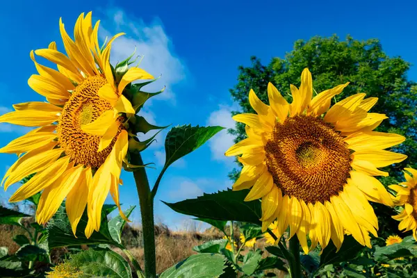Nahaufnahme Einer Schönen Sonnenblumenblume Sommer Unter Der Sonne lizenzfreie Stockbilder