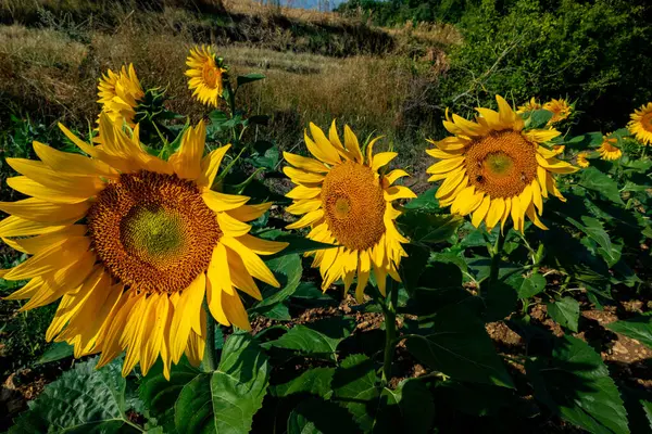 太陽の下で夏に美しい太陽の花のクローズアップ ロイヤリティフリーのストック写真