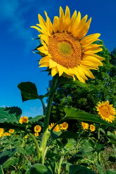 Крупним Планом Красива Квітка Соняшнику Влітку Під Сонцем Стокове Зображення