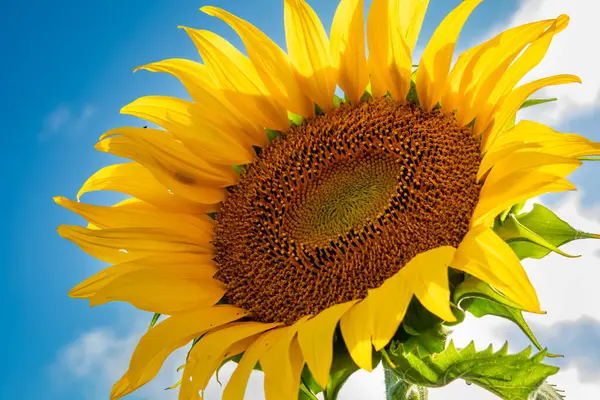 Крупним Планом Красива Квітка Соняшнику Влітку Під Сонцем Стокове Фото