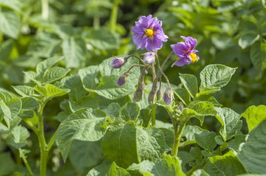 Flower of potato in spring. Ukrainian agriculture landscape.