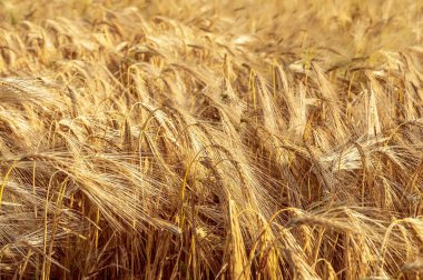 A field of golden color with ripe wheat. Field of Southern Ukraine with a harvest. Ukrainian agriculture landscape.