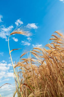A field of golden color with ripe wheat and blue sky with clouds over it. Field of Southern Ukraine with a harvest. Ukrainian agriculture landscape.