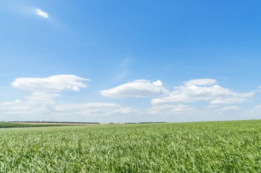 Green field with grass and cloudy sky. Ukrainian agriculture landscape. Sorghum sudanense grass.