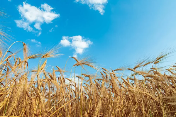 Field Golden Color Ripe Wheat Blue Sky Clouds Field Southern — Stockfoto