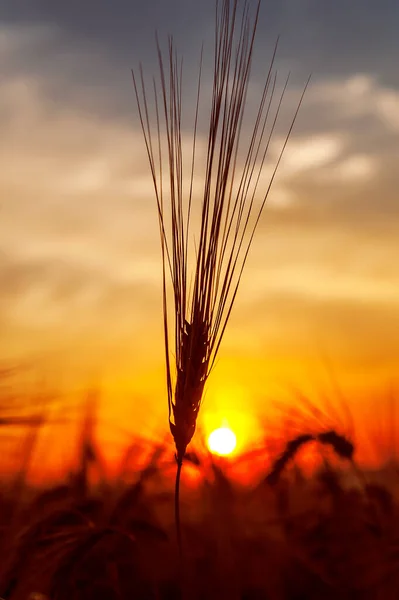 Golden harvest under dark sky on sunset. Soft focus. Ukrainian agriculture landscape.