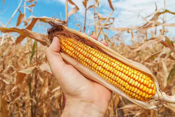 Golden Dry Corn Hand Field Ukrainian Agriculture Landscape — Stock Photo, Image
